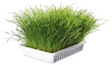 Veilige planten voor je knaagdier